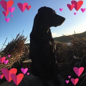 Meet your Posher, Bo